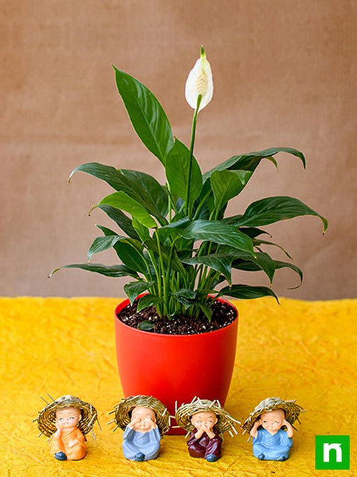 pleasing peace lily with cute hay hat monks 