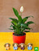 pleasing peace lily with cute hay hat monks 