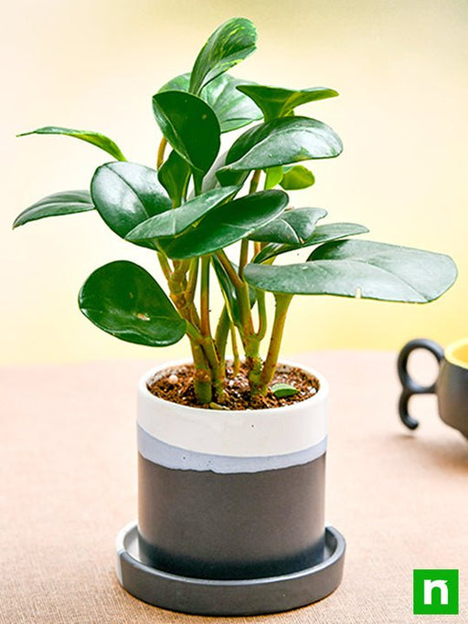 pleasing peperomia in ceramic pot 