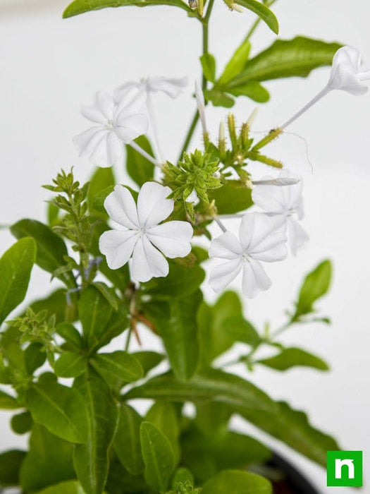 plumbago white - plant