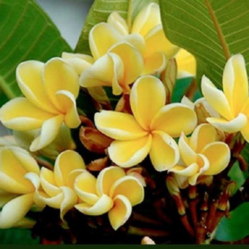 plumeria - plant