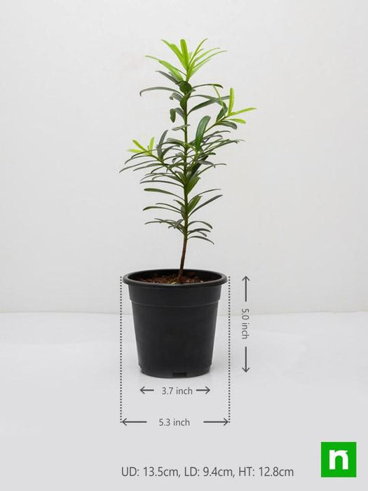 podocarpus macrophyllus - plant