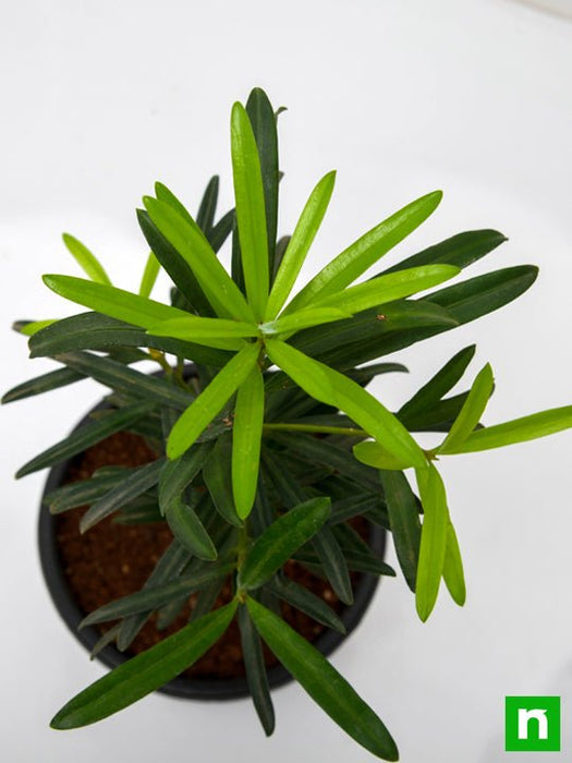 podocarpus macrophyllus - plant