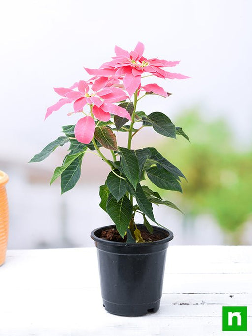 poinsettia - plant