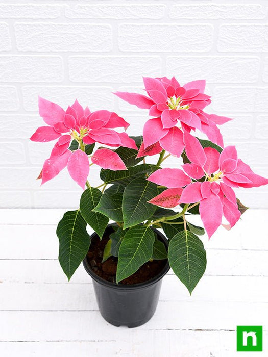 poinsettia - plant