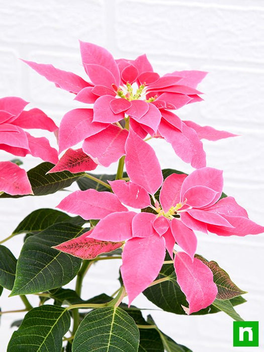 poinsettia - plant