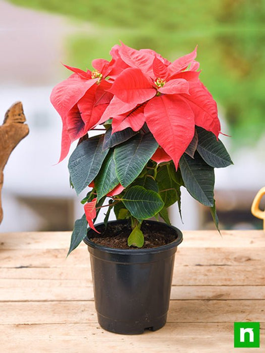 poinsettia - plant