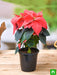 poinsettia - plant