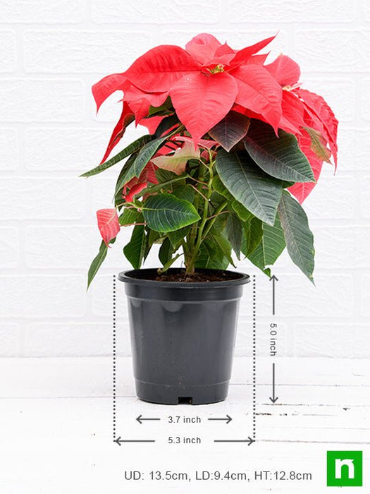 poinsettia - plant