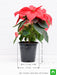 poinsettia - plant