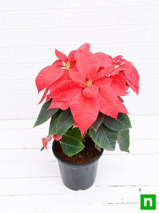 poinsettia - plant