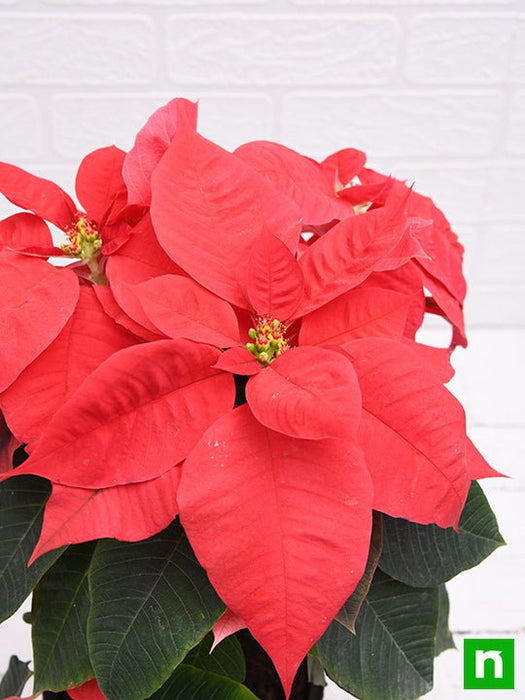 poinsettia - plant