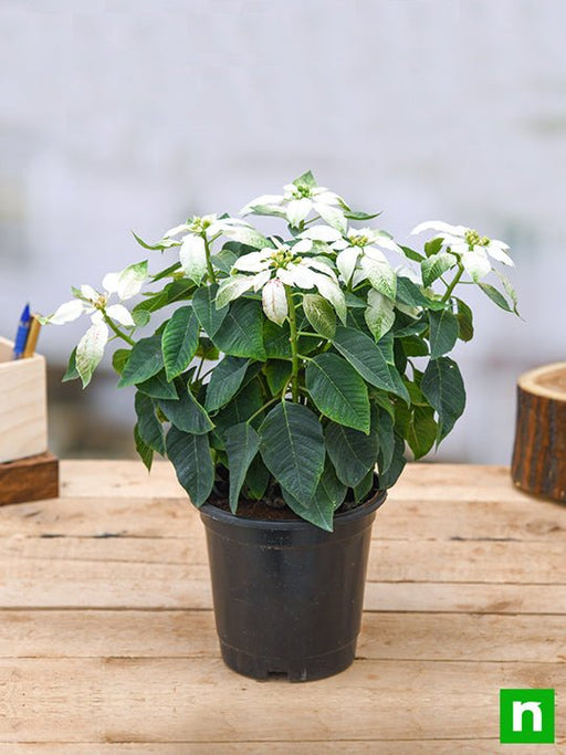 poinsettia - plant