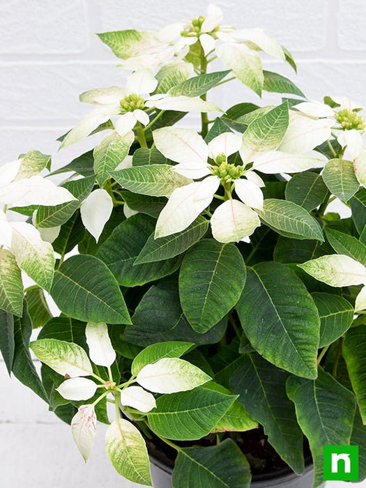 poinsettia - plant