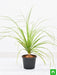 pony tail palm - plant