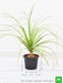 pony tail palm - plant