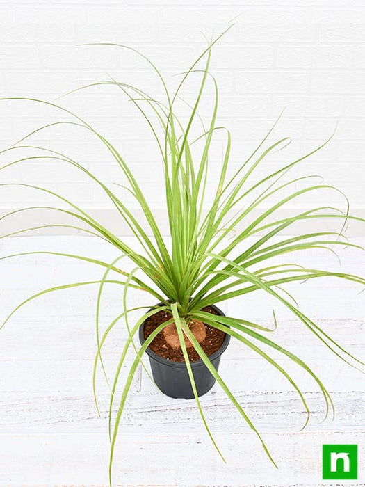 pony tail palm - plant