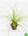 pony tail palm - plant