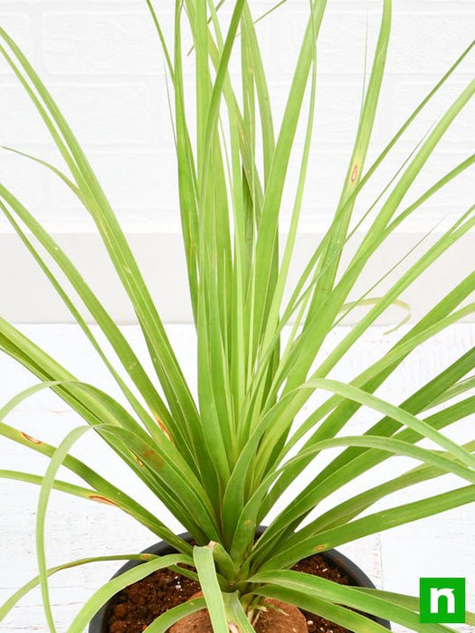 pony tail palm - plant