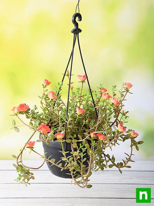 portulaca - plant