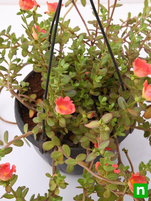 portulaca - plant