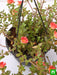 portulaca - plant