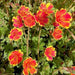 portulaca - plant