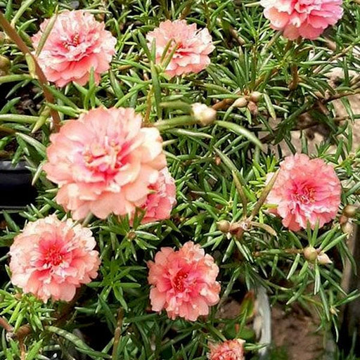 portulaca - plant