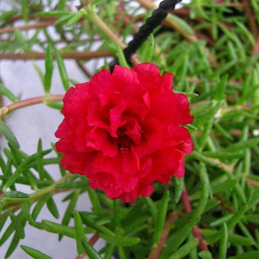 portulaca - plant