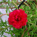 portulaca - plant