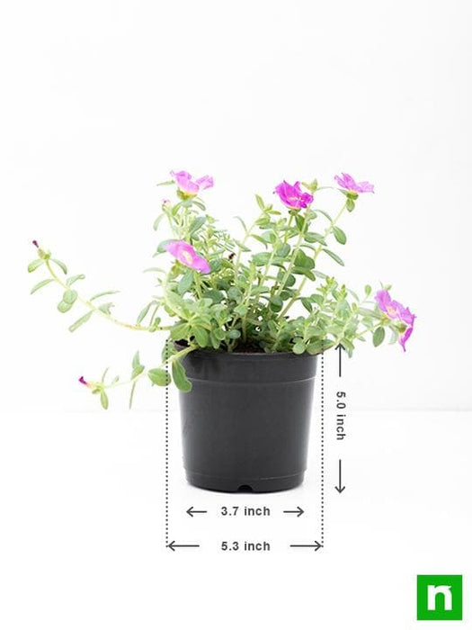 portulaca - plant