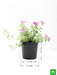 portulaca - plant