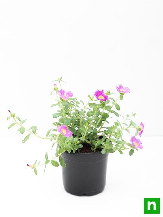 portulaca - plant