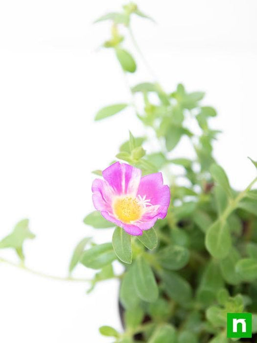 portulaca - plant