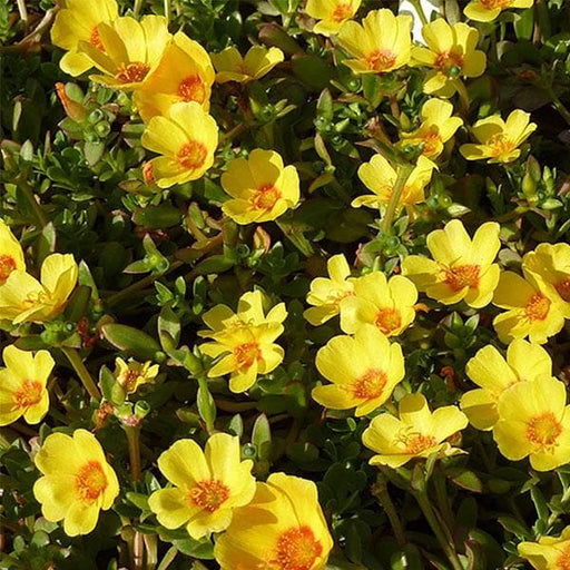 portulaca - plant