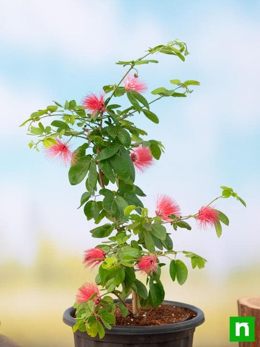 powder puff plant - plant