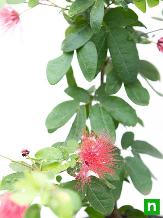 powder puff plant - plant