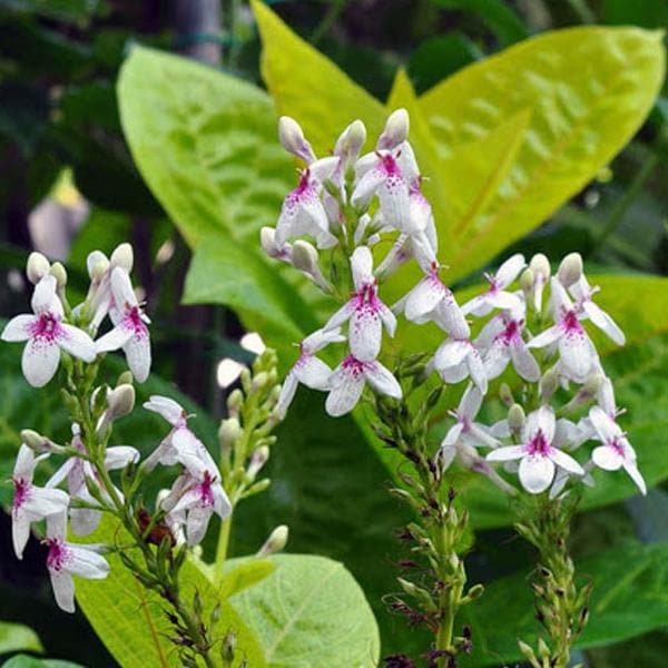 pseudoeranthemum reticulatum - plant