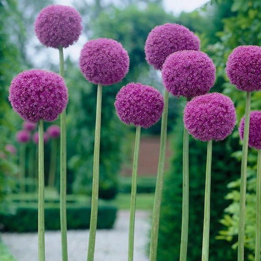 radiant allium - 20 bulbs pack