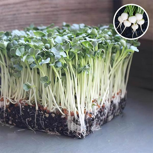 radish white round - organic microgreen seeds