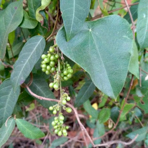 indian moonseed - plant