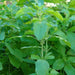 rama tulsi - 0.5 kg seeds