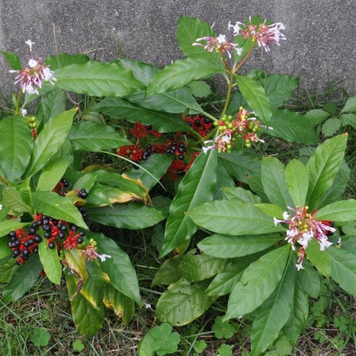 rauvolfia serpentina - plant