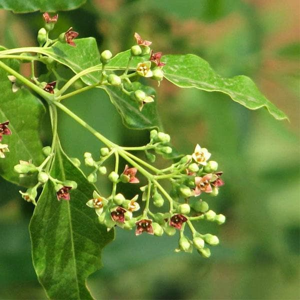 red sandalwood tree - plant