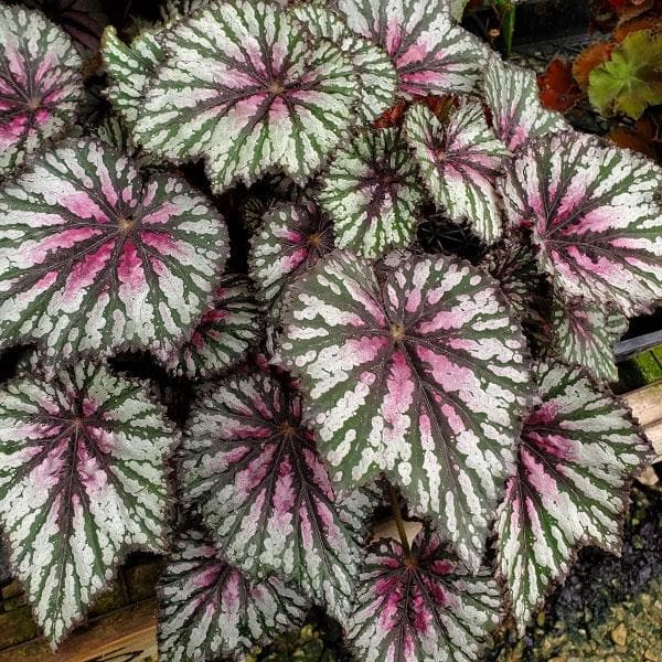 rex begonia wenke sunbelt - plant