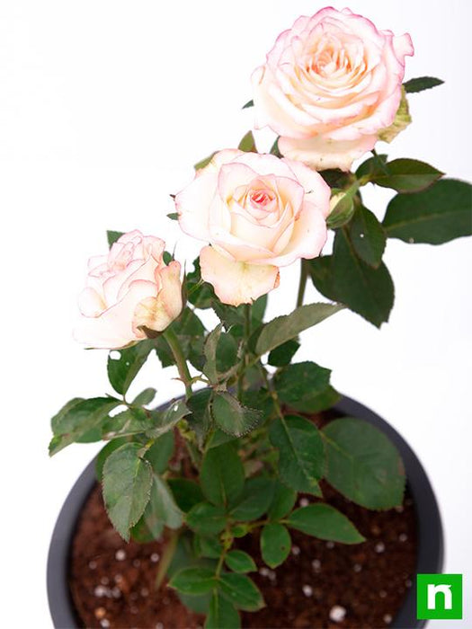 rose (peach) - plant