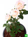 rose (peach) - plant