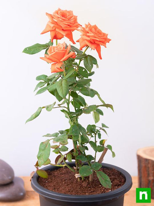 rose (orange) - plant