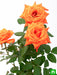 rose (orange) - plant