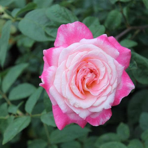 rose (white pink) - plant